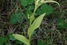 Cephalanthera damasonium